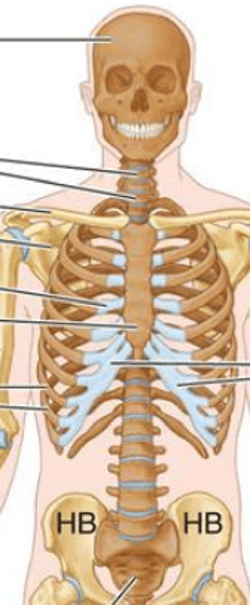 <p>Portion of the skeletal system that consists of the skull, rib cage, and vertebral column (Cranium, Vertebral column, Thoracic cage)</p>