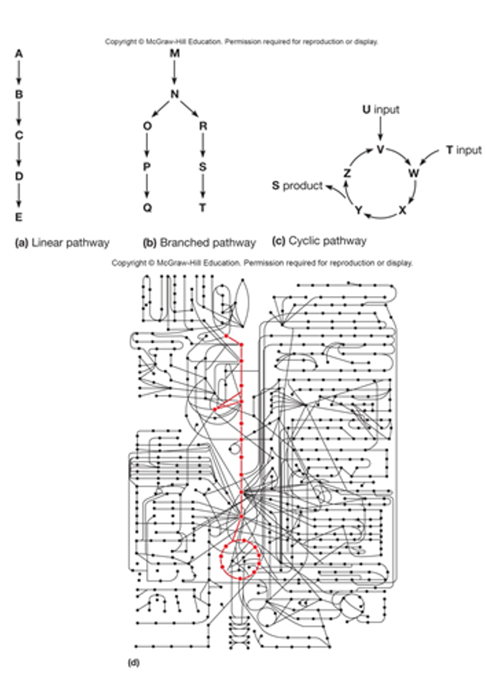 <ul><li><p>pathways: linear, cyclic, branching</p></li><li><p>substrate, intermediate, end product</p></li><li><p>pathway overlap: complex network, dynamic pathways (monitor changes in metabolite levels)</p></li></ul><p></p>