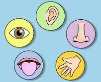 <p>facts collected using your 5 senses</p>