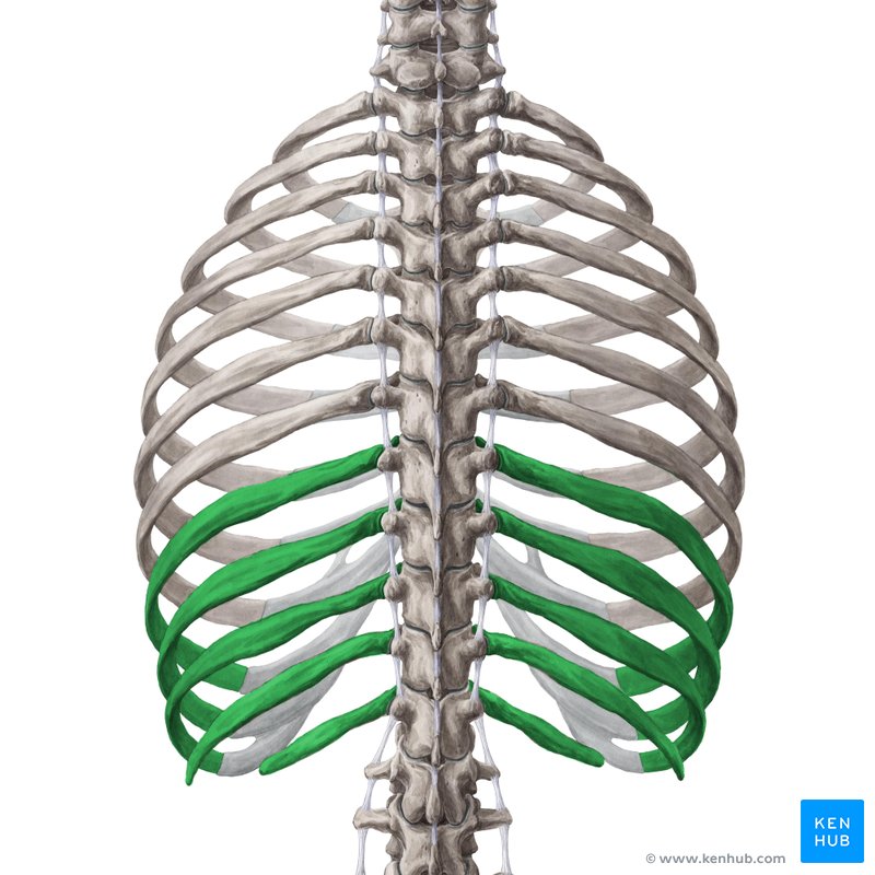 <p>Vertebrochondral Ribs</p>