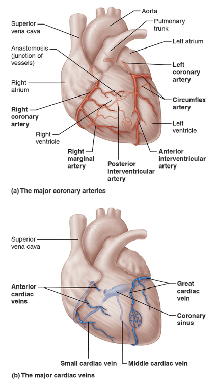 <p>What is a large vein on the posterior of the heart recieves blood from cardiac veins?</p>
