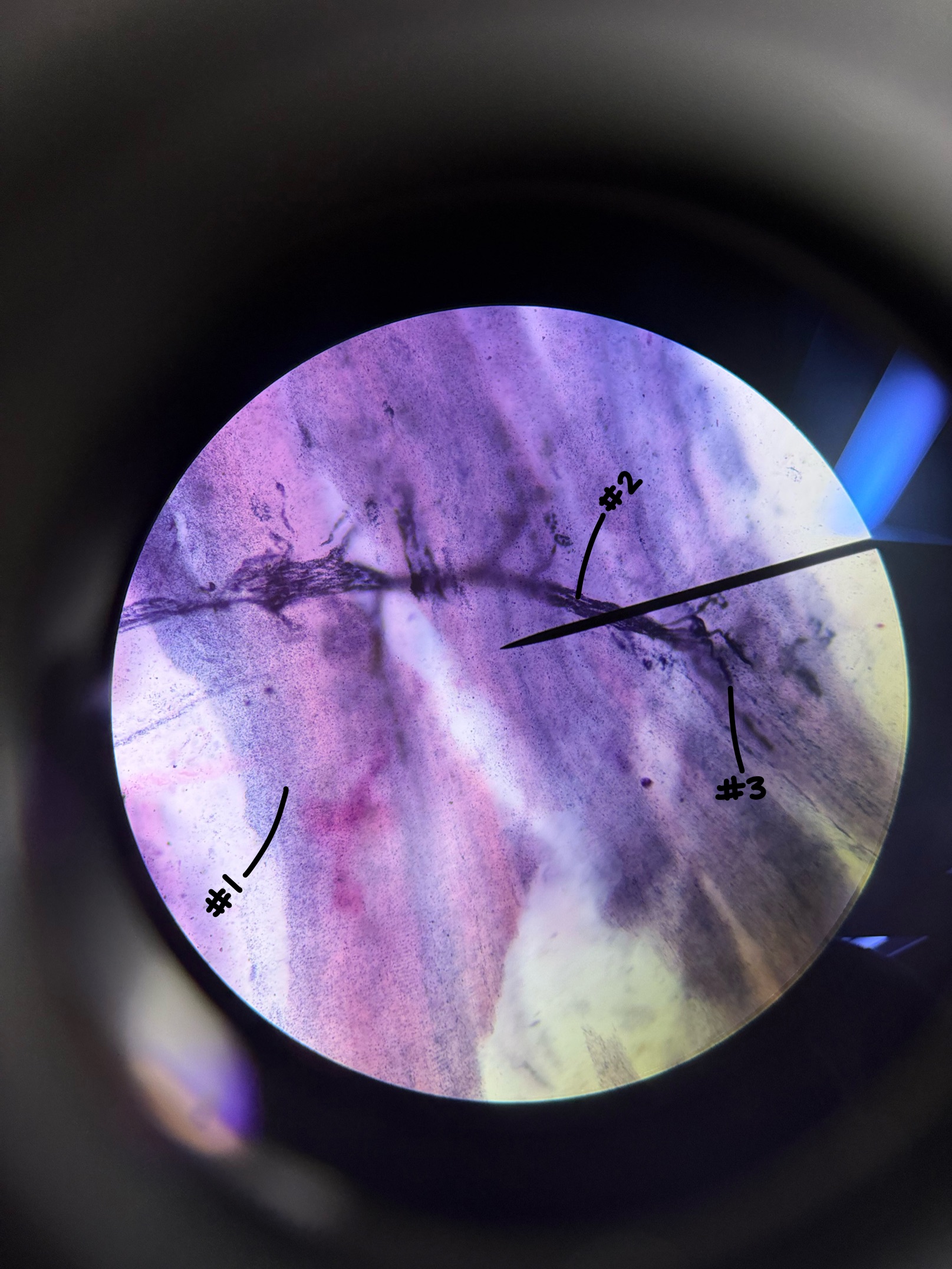 <p>What is labeled #2 of the Neuromuscular Junction?</p>