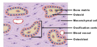 <ul><li><p><strong>Mesenchymal tissue becomes highly vascularized</strong> (many blood vessels form).</p></li><li><p><strong>Mesenchymal cells cluster, enlarge, and differentiate into osteoblasts</strong>.</p></li><li><p><strong>Osteoblasts group together and begin secreting the organic bone matrix</strong> (osteoid).</p></li><li><p><strong>Osteoid mineralizes</strong> as <strong>calcium salts crystallize</strong> within it.</p></li><li><p>The site where bone formation begins is called an <strong>ossification center</strong>.</p></li></ul><p></p>