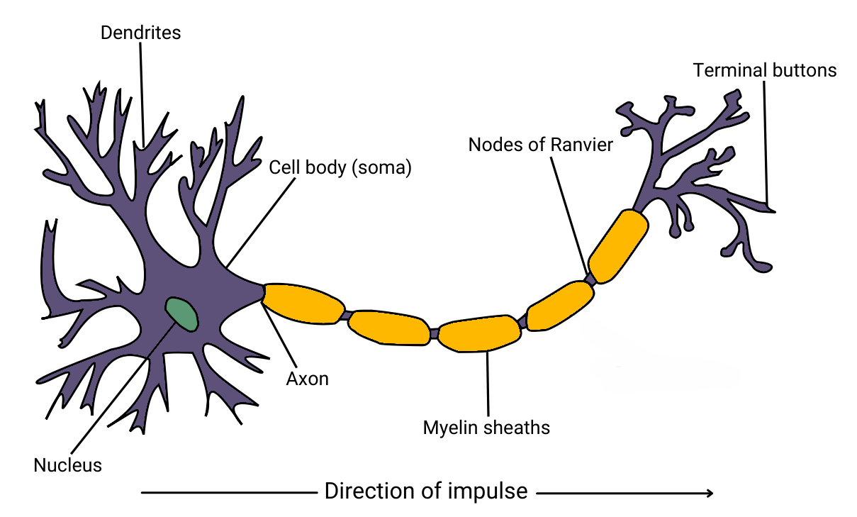 <p>1) Cell Body: Includes nucleus, contains genetic material of cell.</p><p>2) Dendrites: Branch like structures protruding from cell body. Carry nerve impulses from neighbouring neurons towards cell body.</p><p>3) Axon: Carries impulse away from cell body down length of neuron</p><p>4) Myelin Sheath: Fat layer that protects Axon</p><p>5) Nodes of Ranvier: Segments myelin sheath to speed impulse transmission across axon</p><p>6) Terminal Buttons: End of axon, connects to next neuron.</p>