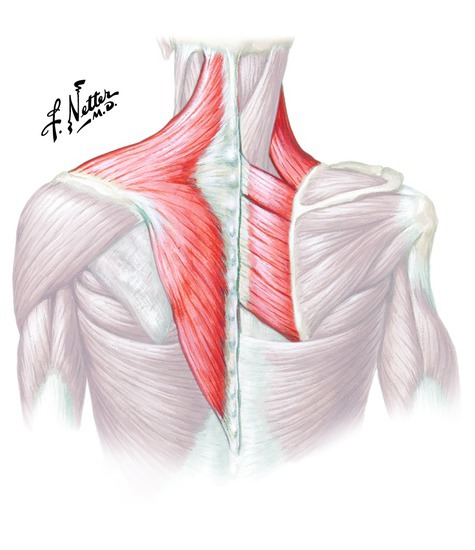 <p>Shape and size: A muscle that forms a diamond shape that is larger of its muscle group </p>