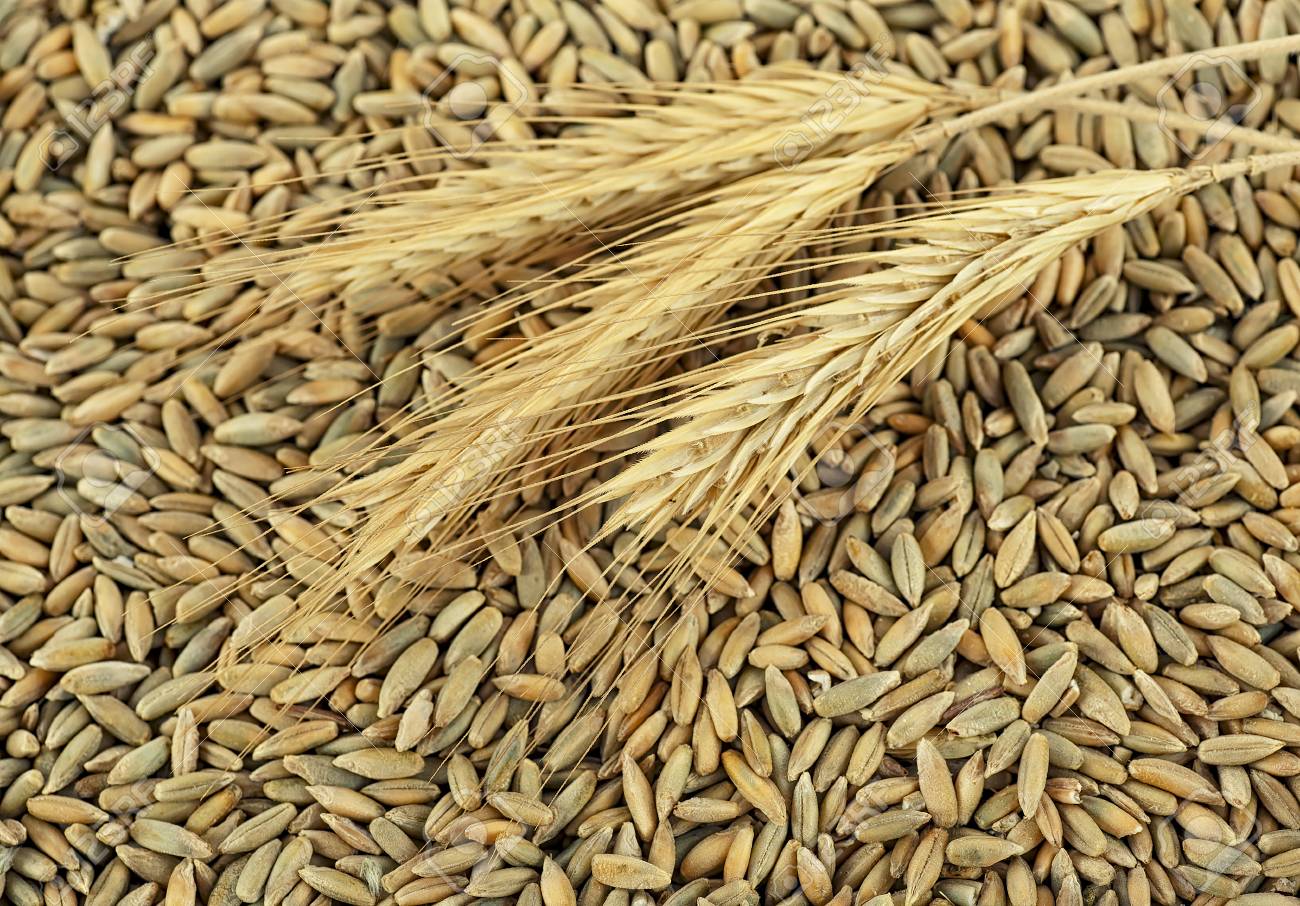 <p>Rye</p>