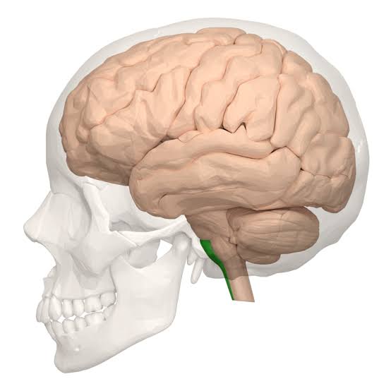 <p>Controls <strong>unconscious activities</strong> (things you don’t have to think about doing) like <strong>breathing</strong> and your <strong>heartbeat</strong>. </p>