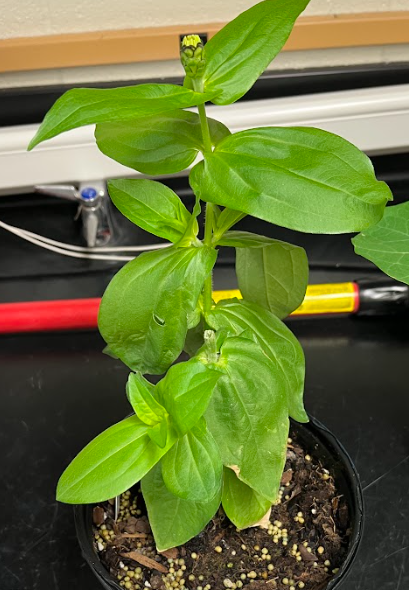 <ul><li><p>stiff and erect foliage when young</p></li><li><p>different types of flowers</p><ul><li><p>will create flowers from side stems</p></li></ul></li></ul><p></p>