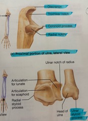 <p>medial distal depression where the ulna and radius meet</p>
