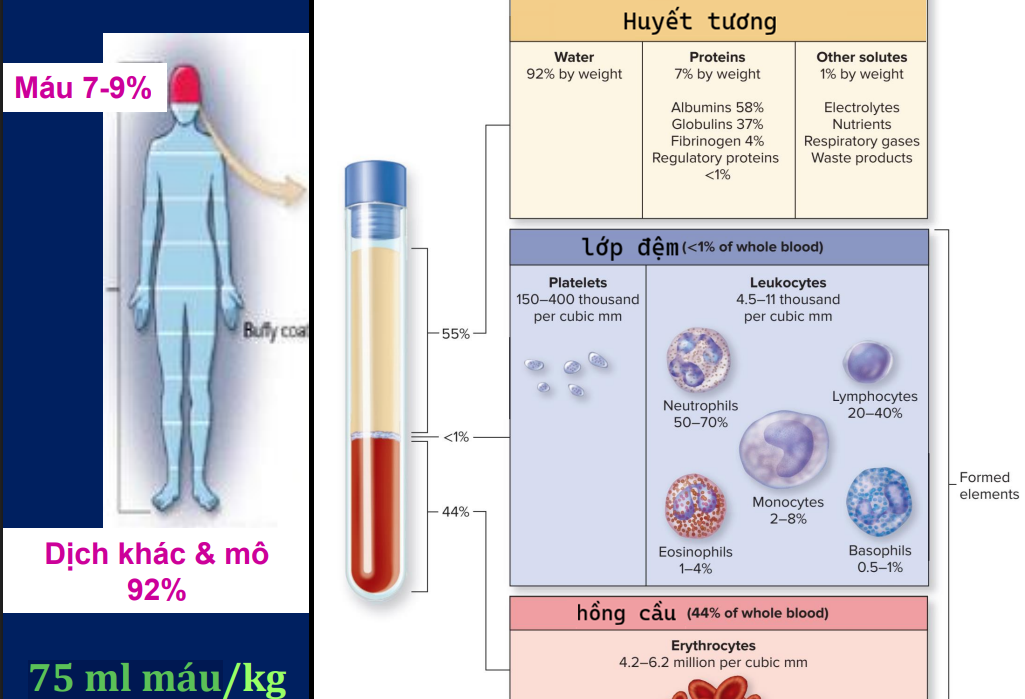 <p>Xét toàn cơ thể:máu(7-9%), còn lại là dịch khác</p><p>Xét trong máu:huyết tương(55%), lớp đệm(tiểu cầu và tb miễn dịch)-1%, Hồng cầu(44%)</p><p>Thành phần huyết tương:92%(nước), 7%(<1% của 7% là enzyme, hormone), 1%(chất khác-ion,khí..)</p><p>Lượng máu trong cơ thể là 75ml/kg</p>