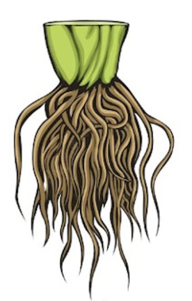 <p>monocots</p>