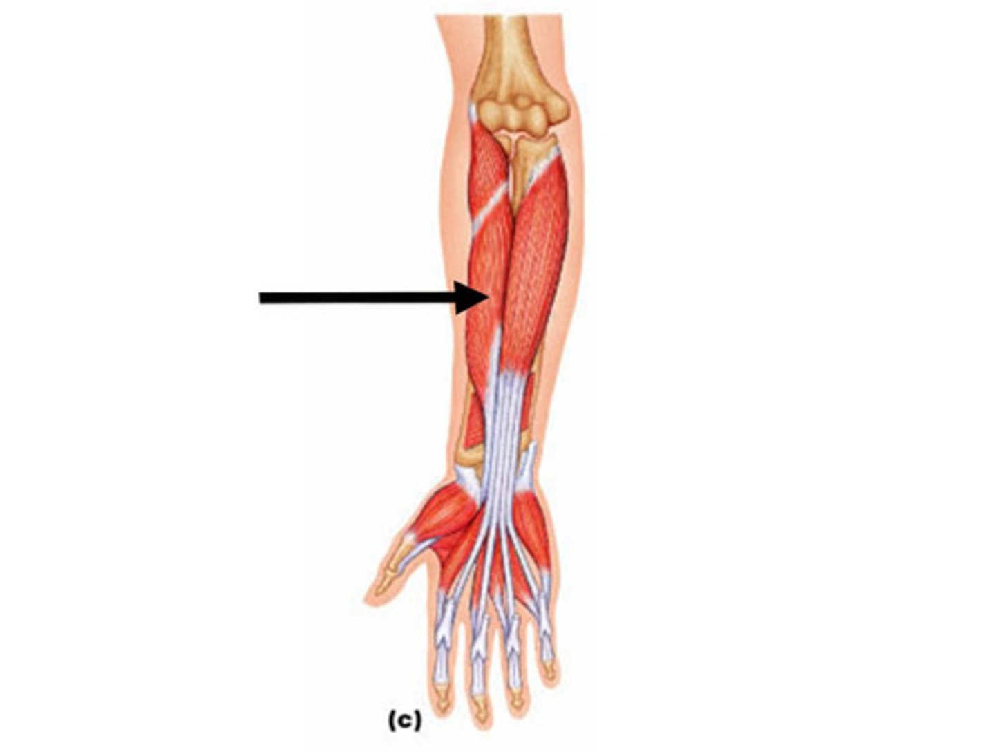 <p>Flexes thumb</p><p>O: radius</p><p>I: distal phalanx of digit #1</p>