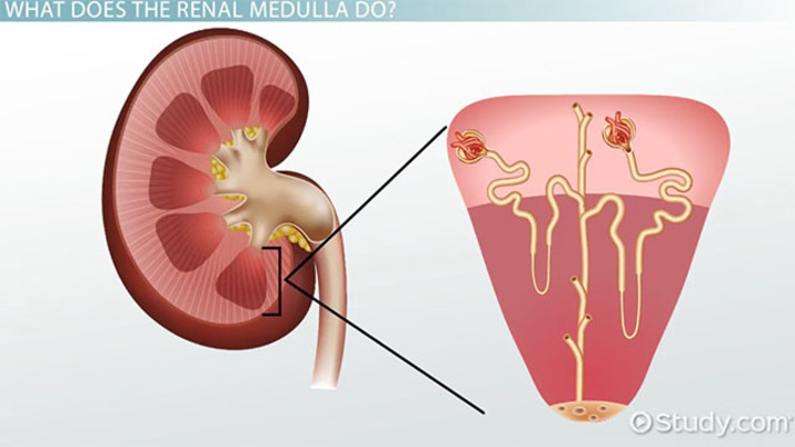 <p>deep part of the kidney, dark reddish-brown</p>
