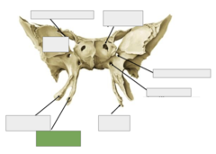 <p>Anterior view: This is</p>