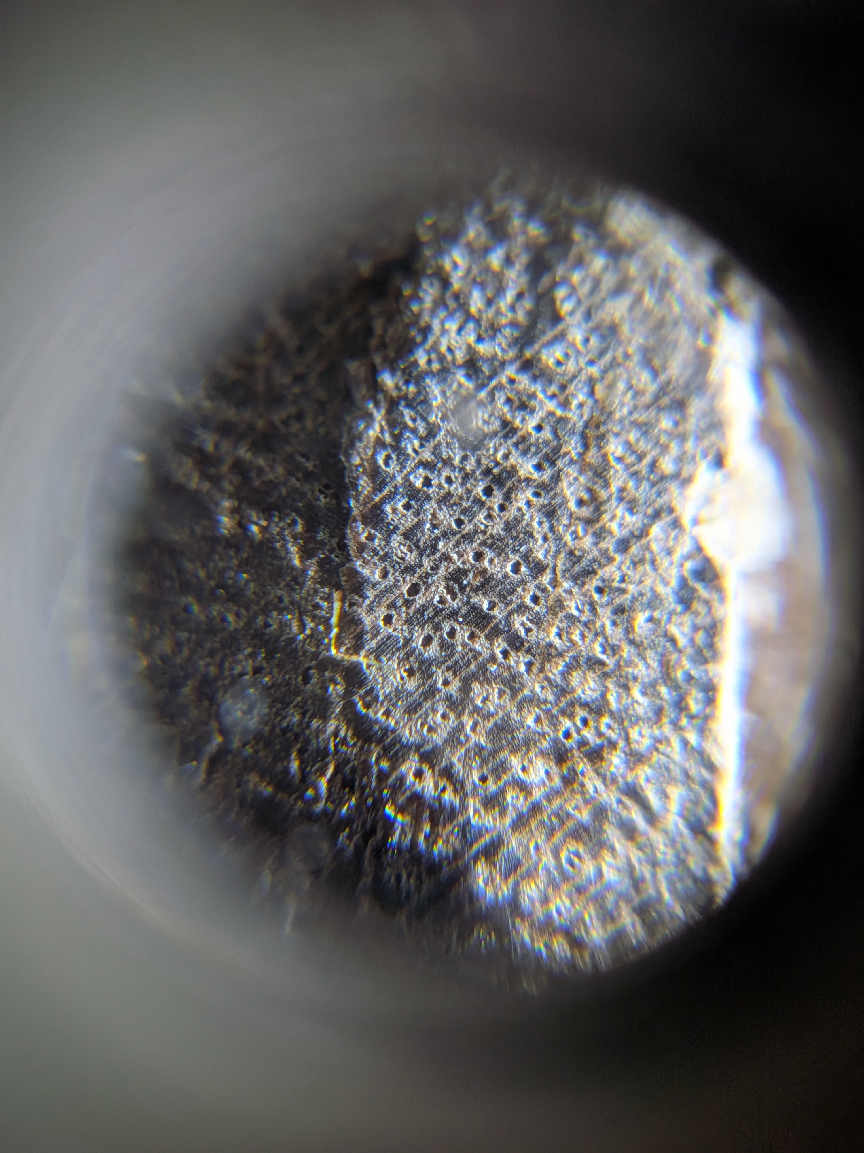 <p>Darkest wood color in its Family</p>