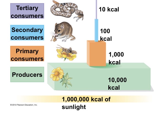 <p>A representation of the flow of energy through trophic levels where only about $$10\%$$ of the energy at one level is available to the next.</p>