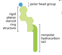 <p>CHOLESTEROL </p><p>Also amphipathic, hydroxyl group with polar heads, hydrophobic region with the tails</p><p>KEEPS MEMBRANE IN BALANCE</p>