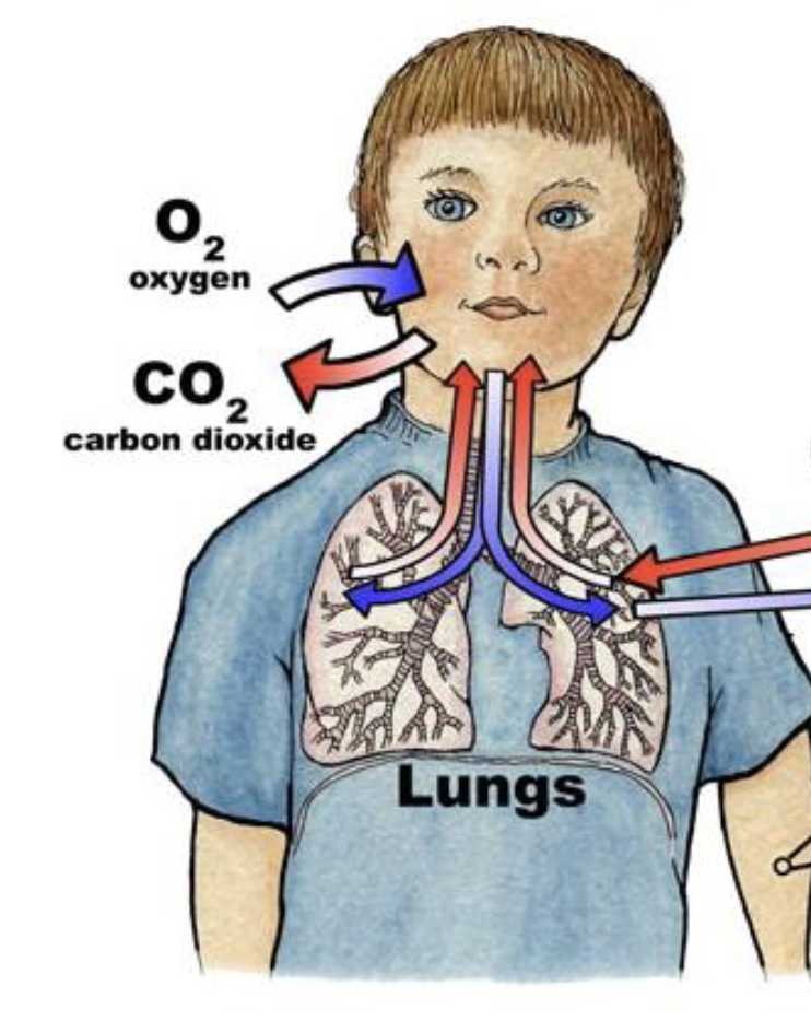 <p>the movement of gases between the environment and the body’s cells </p>