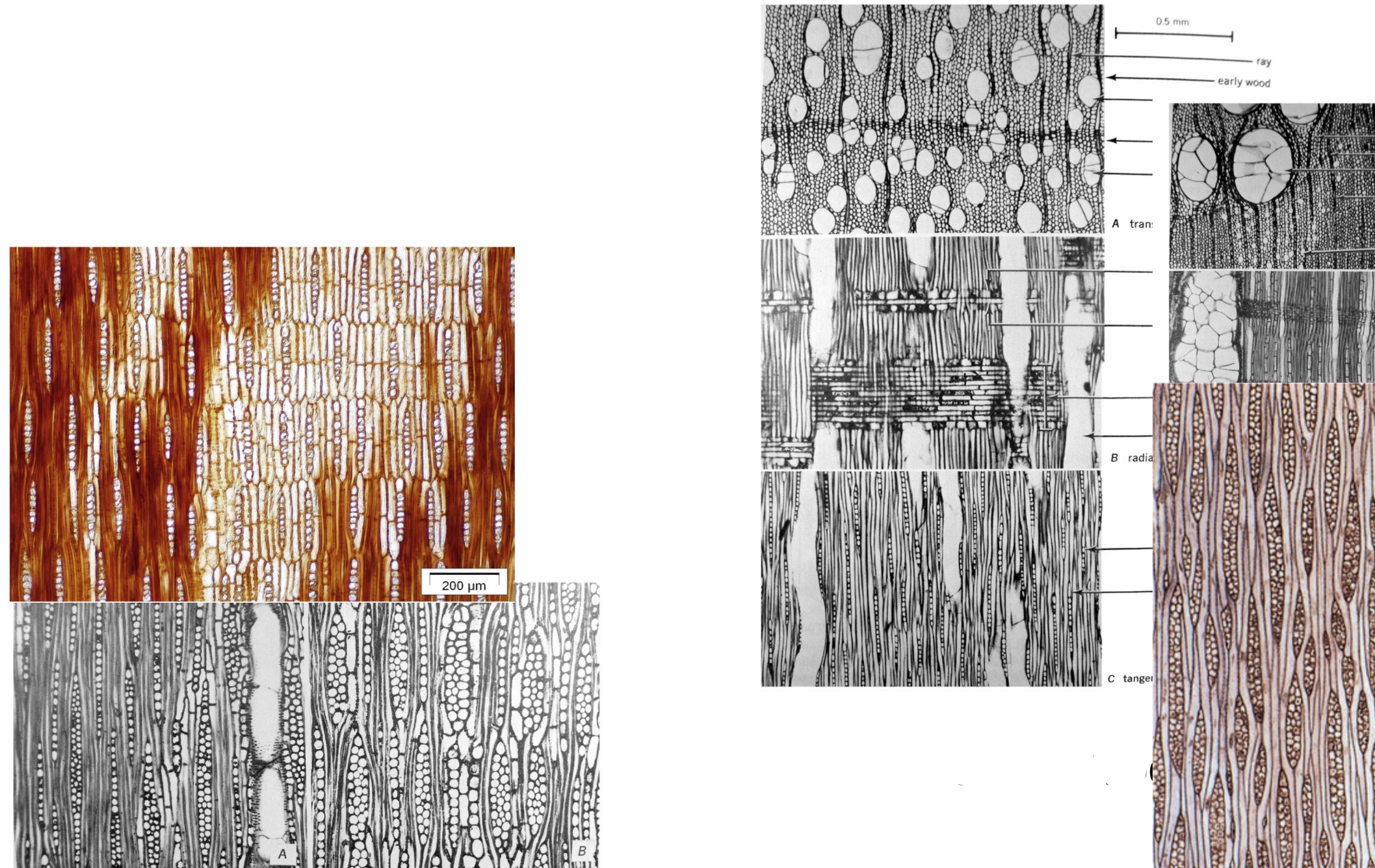 <p>Storied vs Non Storied </p>