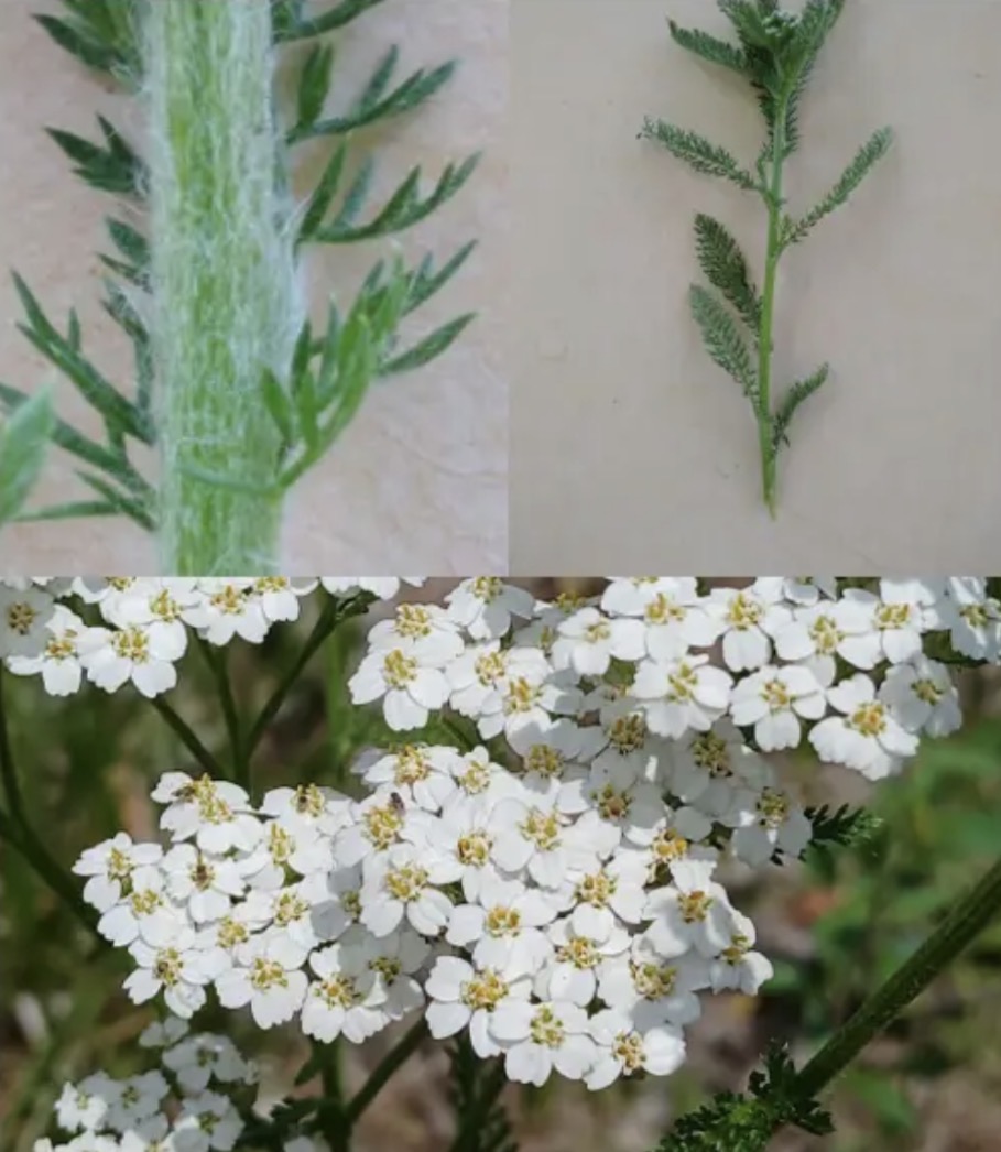 <p><em>Achillea millefolium</em></p>