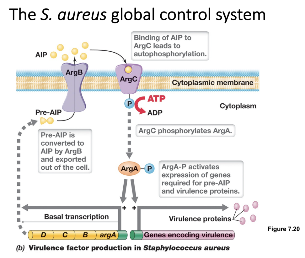 <ul><li><p>AgrD synthesizes the precursor of an AIP, which is exported by the cell membrane transporter AgrB</p></li><li><p>At quorum, AIP binds to AgrC, a membrane-bound histidine kinase that autophosphorylates and transfers the phosphate to AgrA (a response regulator)</p></li><li><p>Phosphorylated AgrA-P acts as a transcriptional activator binding to promoter regions of multiple operons (regulons), leading to upregulation of virulence factors</p></li></ul><p></p>
