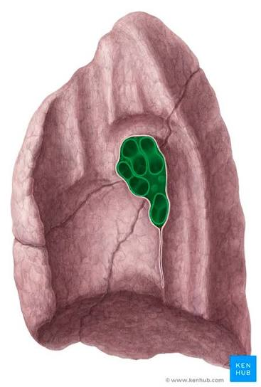 <p>doorway of the lung</p><p><br>depression where blood vessels, nerves, and ducts leave an organ</p>