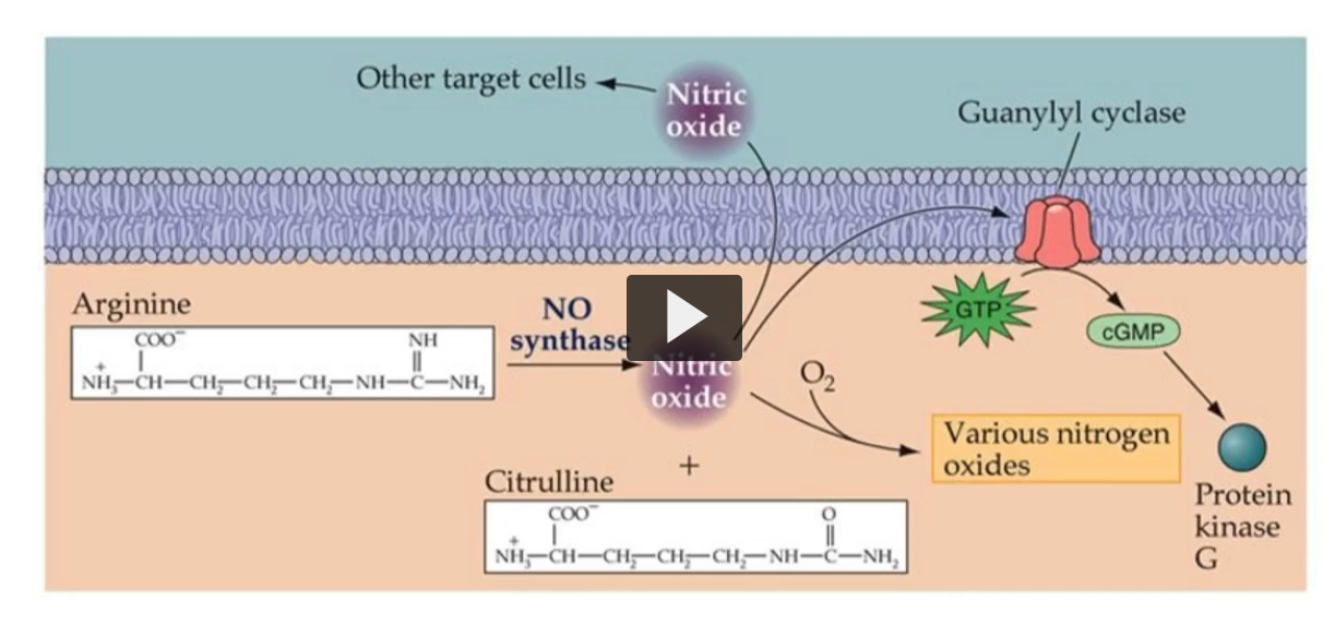 <p>In this figure, we can see the production and its mechanism of action on Guanylyl Cyclase. </p>
