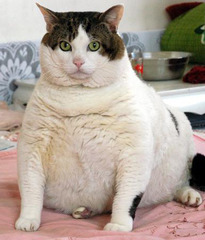 <p>fat (masc. sing/plural)</p>