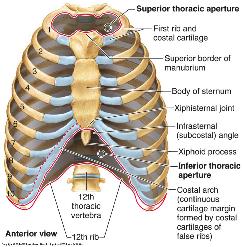 <p>L3</p><p><em>where umbilicus is</em></p>