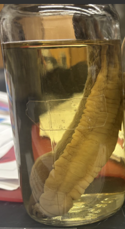 <p>What is the Phylum, Class, and Subclass of this?</p>