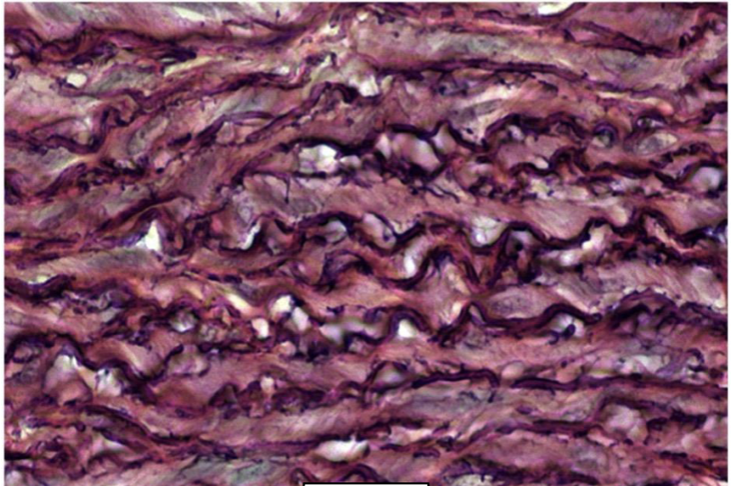 <p>identify the following tissue, function, location, features</p>