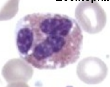 <ul><li><p><span style="background-color: transparent;">fighting parasitic infections, regulating allergic responses, and maintaining tissue homeostasis</span></p></li><li><p><span style="background-color: transparent;">Circulate 8-18 hours, but can live in tissues for 2-5 days</span></p></li><li><p><span style="background-color: transparent;">Differential percentage: 0-6%</span></p></li></ul><p></p>