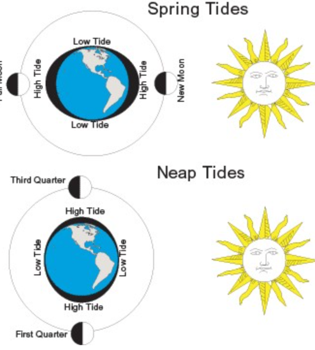 <p>differences in moon’s gravitational pull across Earth physically stretch it, creating two tides per day and two low tides.</p>