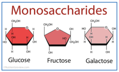 <p>glucose(most abundant sugars ; Absorbed directly into the bloodstream during digestion), fructose(fruit sugar; Absorbed directly into the bloodstream), galactose (found in dairy; Absorbed directly into the bloodstream during</p><p>digestion)</p>