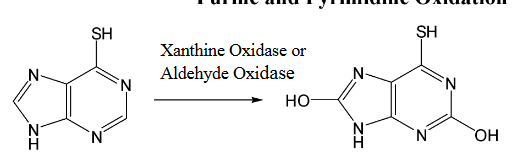 <p>What happens in purine / pyrimidine oxidation?</p>