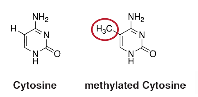 <p>A methyl or hydroxymethyl group</p>