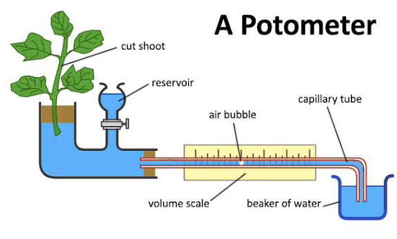 <p>Measure the volume of water taken up or the movement of air bubble</p><p>For a stem of a plant</p><p>Can change internal factors like number of stomata, surface area etc. or external factors like wind etc. </p>