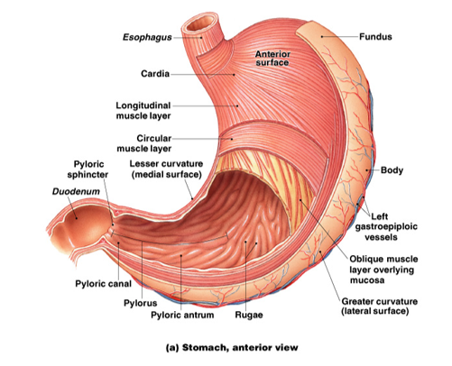 <p>1) outermost = longitudinal muscle layer </p><p>2) middle = circular muscular layer </p><p>3) oblique muscular layer (innermost) </p><p></p><p>The muscular layers get thicker as you go towards the antrum, and they get stronger. The musculature of the antrum is much thicker than other areas. </p>