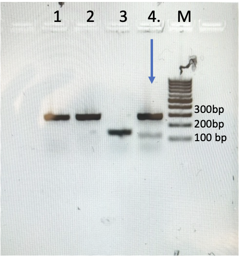 <p><span>As you learned in the fast plant genotyping lab, the wild type should give a band for 280 bp and if there is mutation, it should give a band for 150bp. Based on the figure below what is the genotype of the seedling in lane # 4 with the arrow that has two bands</span></p><ul><li><p>Wild type </p></li><li><p><span>Homozygous for DFR (green)</span></p></li><li><p><span>Heterozygous for wild type and DFR</span></p></li></ul><p></p>