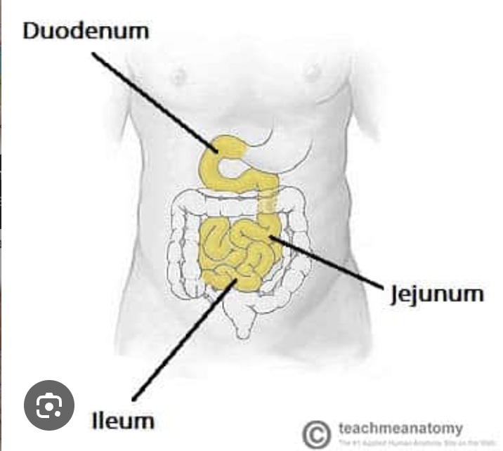 <p>Are these parts apart of the small or large intestine </p><ul><li><p>Duodenum </p></li><li><p>jejunum</p></li><li><p>ileum </p></li></ul><p></p>