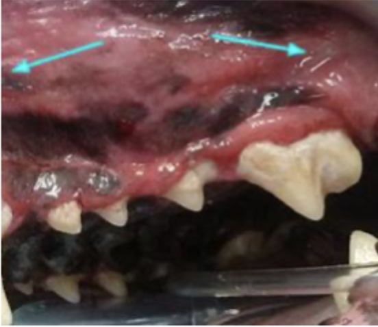 <p>What is seen in this image?</p>