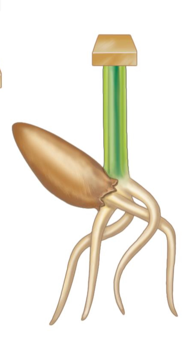 <p>What occurred when Fritz Went placed the agar block directly in top of the coleoptile?</p>