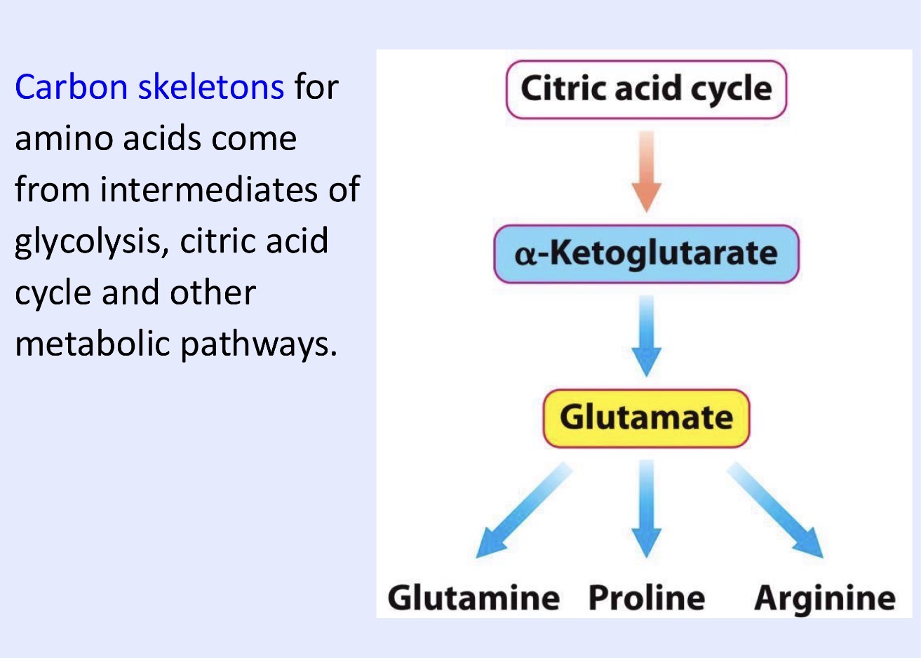 <p>Glutamate, glutamine, proline, arginine</p>