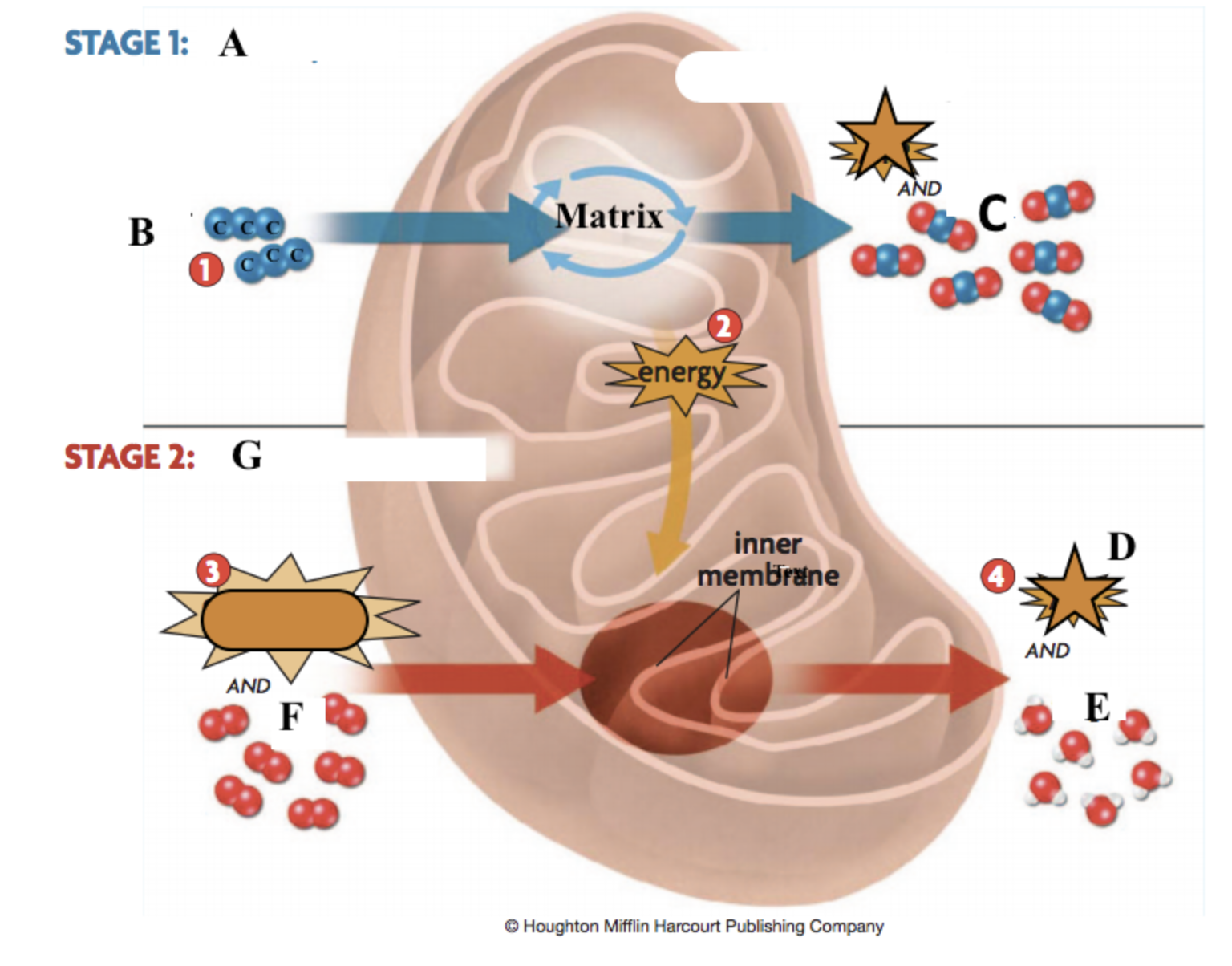 <p>Cellular Respiration Diagram</p>