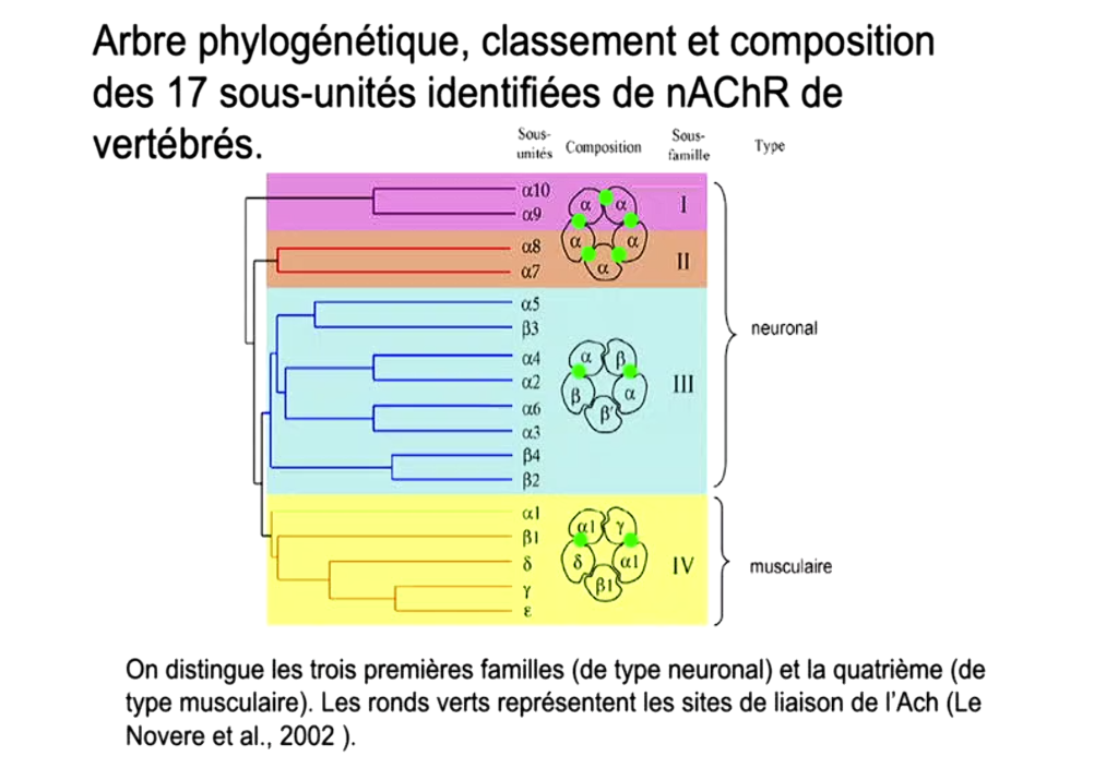 <ul><li><p>musculaire (2 recepteurs)</p></li><li><p>neuronal (3 sous groupe, n de recepteur varie.)</p></li></ul><p></p>