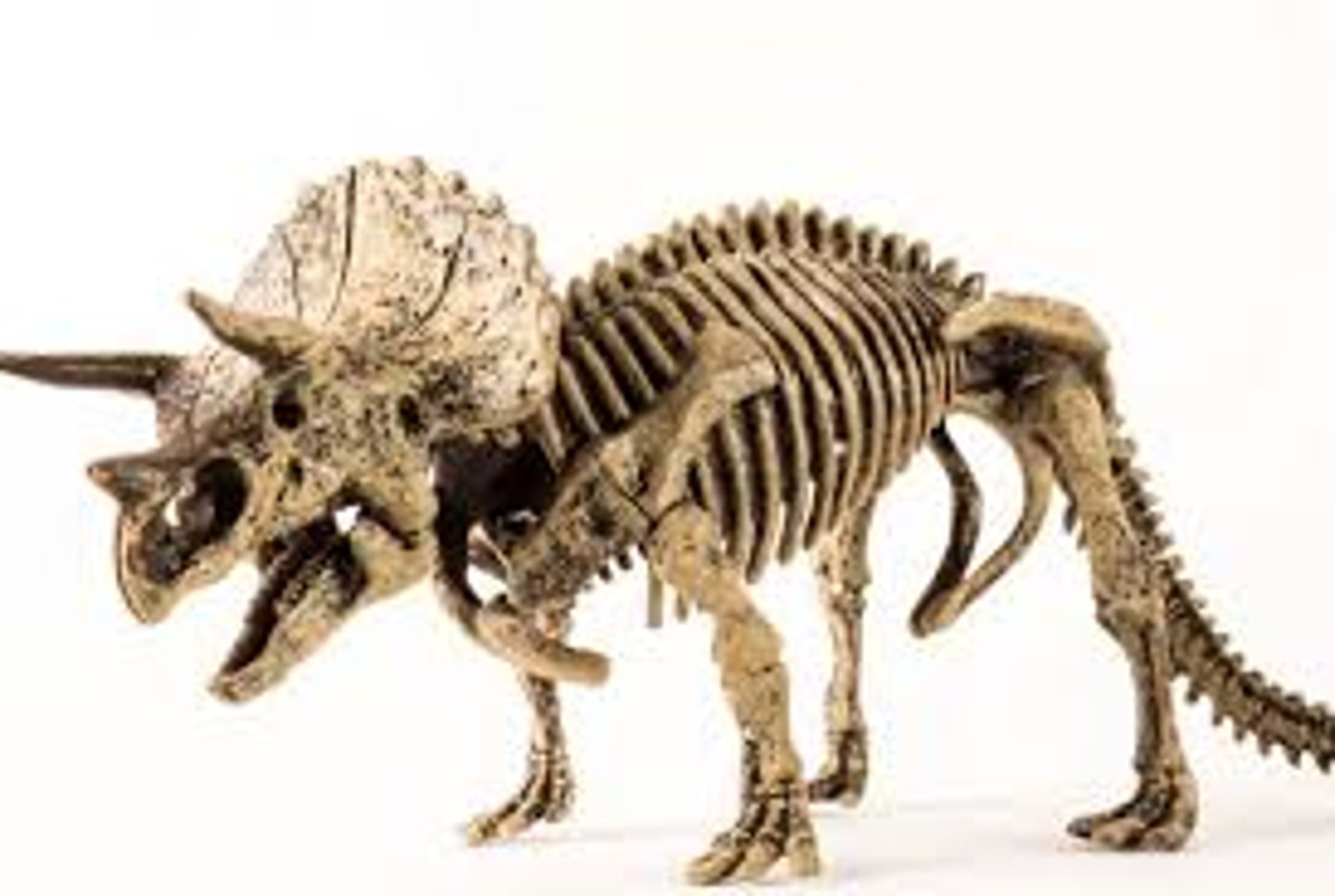 <p>to die out, go extinct</p>