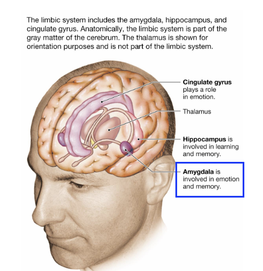 <p>What is the amygdala (emotion center)?</p>