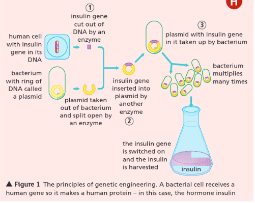 <p>What are the main steps in the process of genetic engineering?</p>
