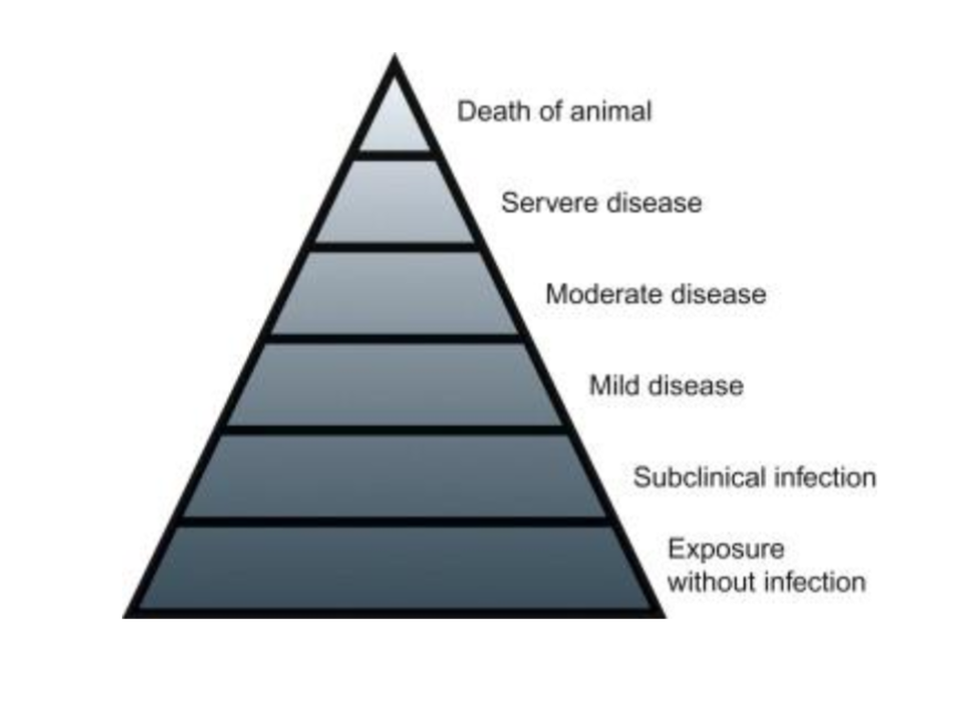 <p>Viruses differ greatly in their virulence. There are usually striking differences in the outcomes of infection of animals with the same virus. </p>