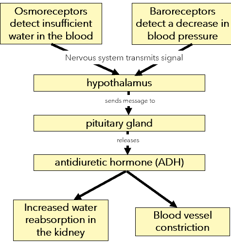 <p><span style="font-family: "Amasis MT Pro Light";"><em>Refer to the following flow chart, which shows part of a human being’s response to a change in water in the blood and a change in blood pressure.</em></span><span><br></span><span style="font-family: "Amasis MT Pro Light";">Which one of the following statements is consistent with the information in the flow chart?</span><span><br></span><span style="font-family: "Amasis MT Pro Light";">J. ADH causes an increase in blood pressure.</span><span><br></span><span style="font-family: "Amasis MT Pro Light";">K. ADH causes a decrease in blood volume.</span><span><br></span><span style="font-family: "Amasis MT Pro Light";">L. Both the nervous system and the endocrine system are involved in the detection of stimuli.</span><span><br></span><span style="font-family: "Amasis MT Pro Light";">M. The response to increased blood pressure is the release of ADH.</span></p>